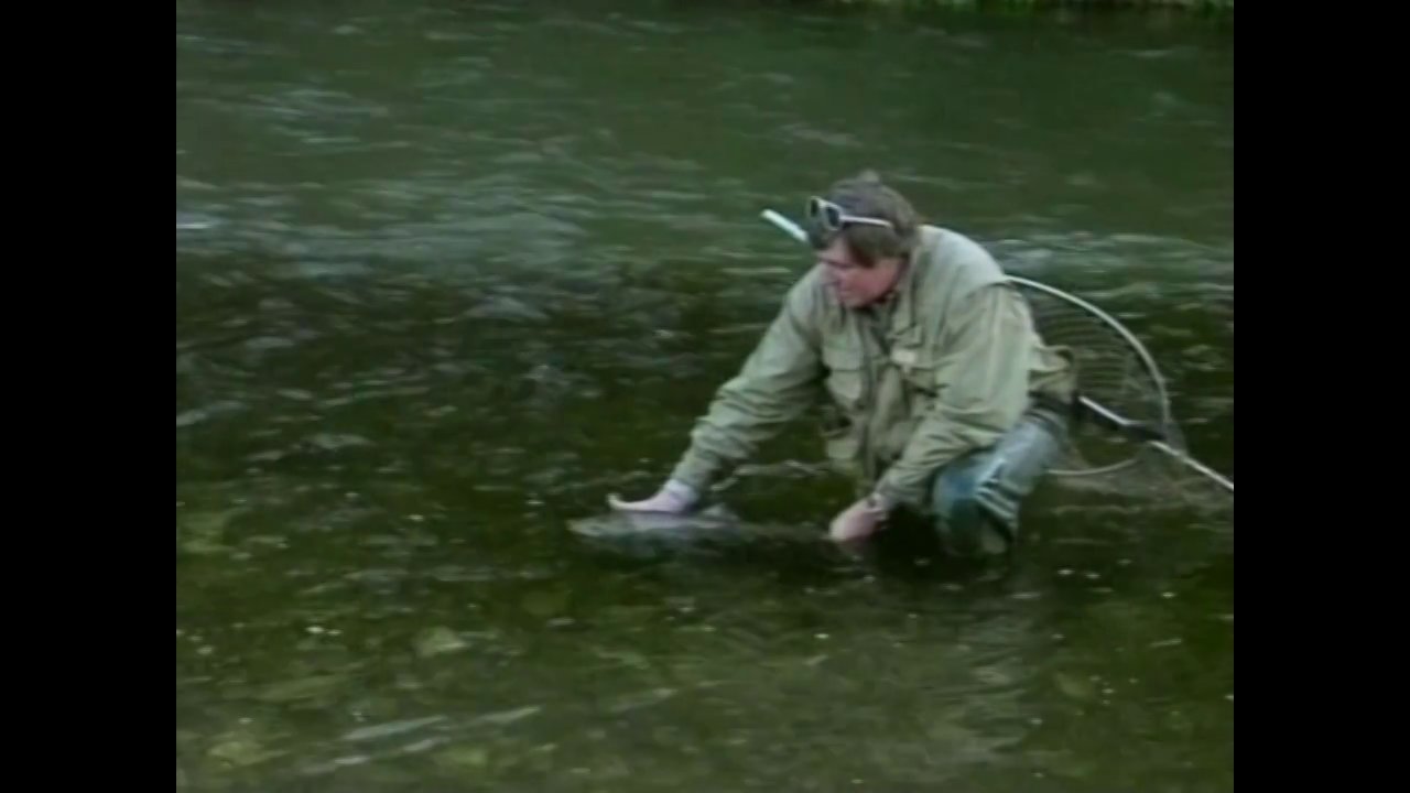 Andy Nicholson fishes for Salmon and Sea Trout on the famous river Towy