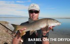 BARBEL ON DRY FLY IN SPAIN – THE ULTIMATE FLY FISHING EXPERIENCE