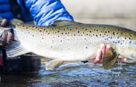 Fly fishing for Salmon in Quebec