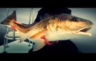 Great Redfish action in North Florida