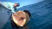 Fishing for Monsters on Shallow Florida Wrecks